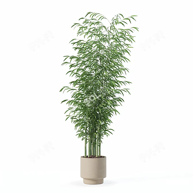  Exotic Plants Bamboo Collection 3D model image 2