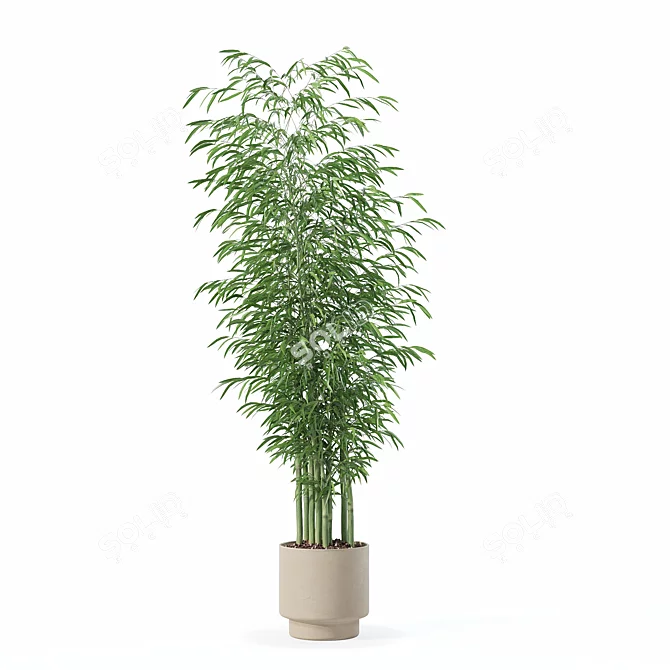  Exotic Plants Bamboo Collection 3D model image 3