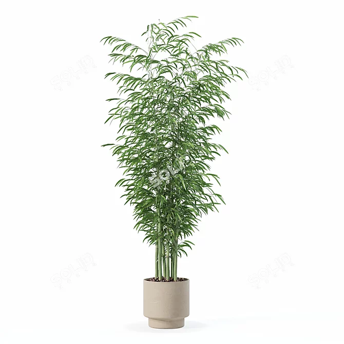  Exotic Plants Bamboo Collection 3D model image 4