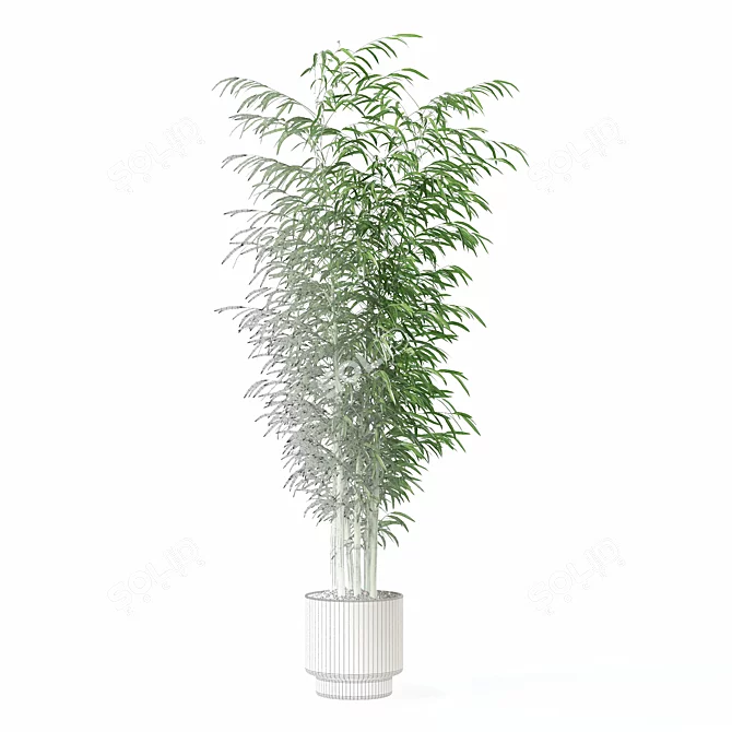  Exotic Plants Bamboo Collection 3D model image 5