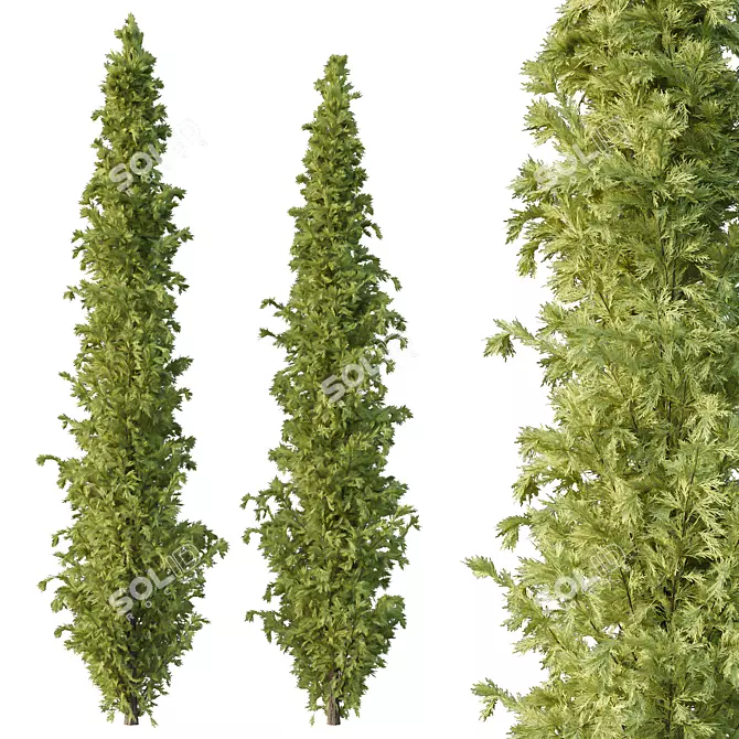 Cedrus Deodara 3D Model Collection 3D model image 2