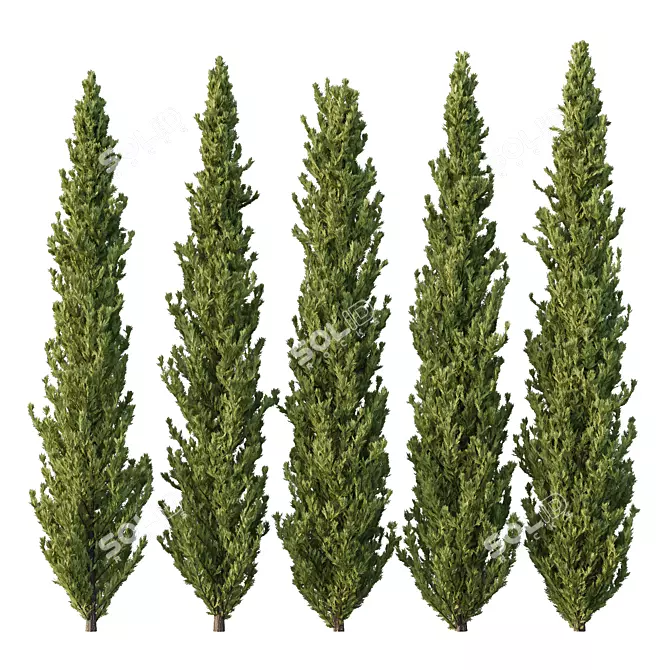 Cedrus Deodara 3D Tree Models 3D model image 1