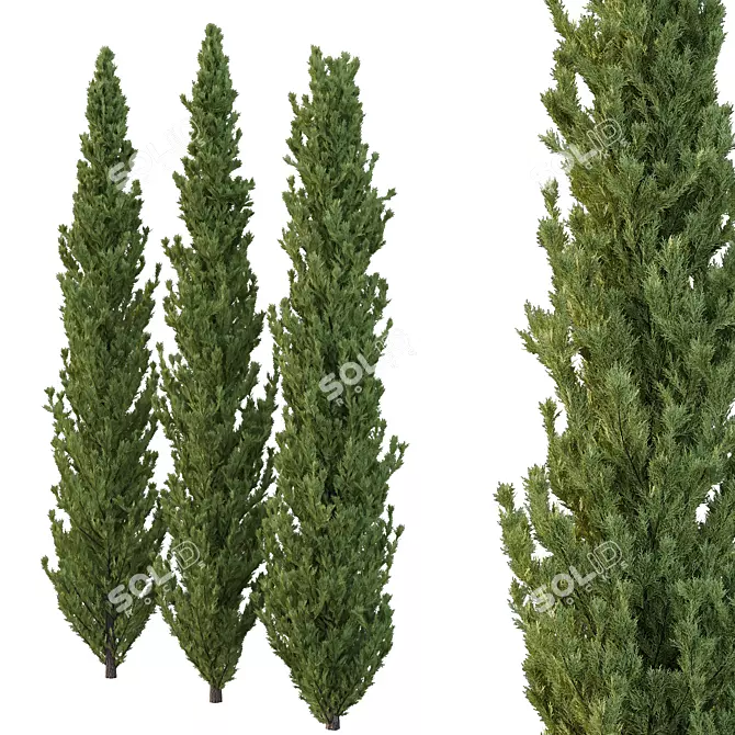 Cedrus Deodara 3D Tree Models 3D model image 2