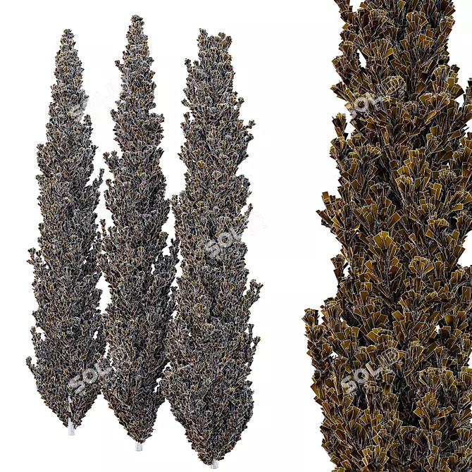 Cedrus Deodara 3D Tree Models 3D model image 3