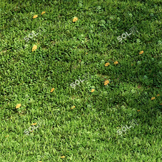 Wild Meadow Grass Set 3D model image 1