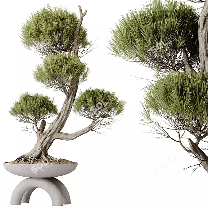 Evergreen Pinus Bonsai Tree 200cm 3D model image 1