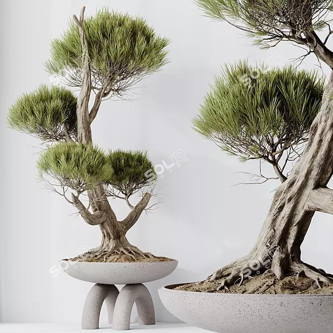 Evergreen Pinus Bonsai Tree 200cm 3D model image 2