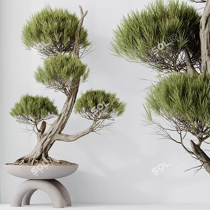 Evergreen Pinus Bonsai Tree 200cm 3D model image 3