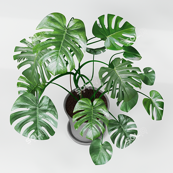 Monster Decorative Plant in Concrete Pot 3D model image 6