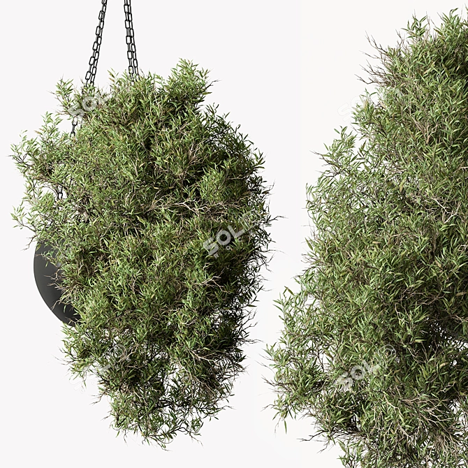 Lush Hanging Indoor Plant 3D model image 1