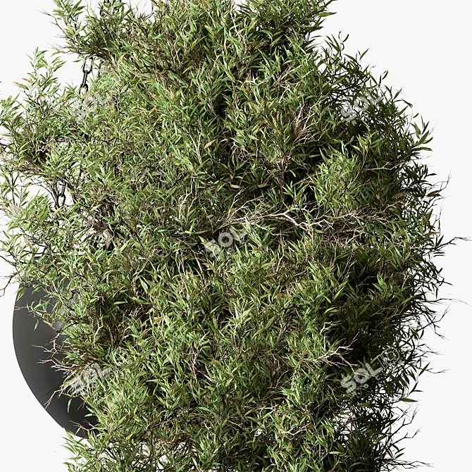 Lush Hanging Indoor Plant 3D model image 3