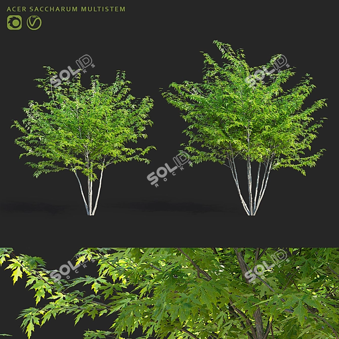 Sugar Maple Multi-Stem Tree Bundle 3D model image 1