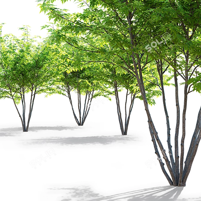 Sugar Maple Multi-Stem Tree Bundle 3D model image 3