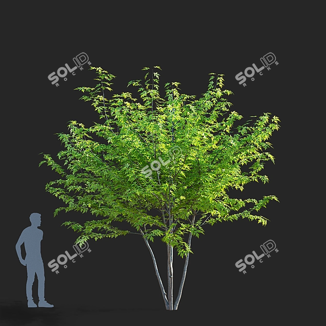 Sugar Maple Multi-Stem Tree Bundle 3D model image 5