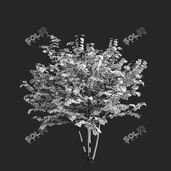 Sugar Maple Multi-Stem Tree Bundle 3D model image 6