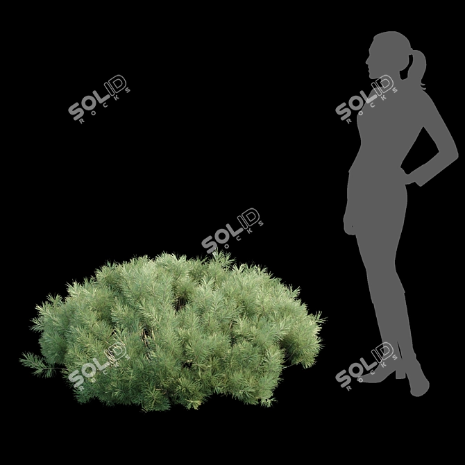  Pine Bushes Vol. 255 Bundle 3D model image 4