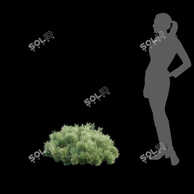  Pine Bushes Vol. 255 Bundle 3D model image 5