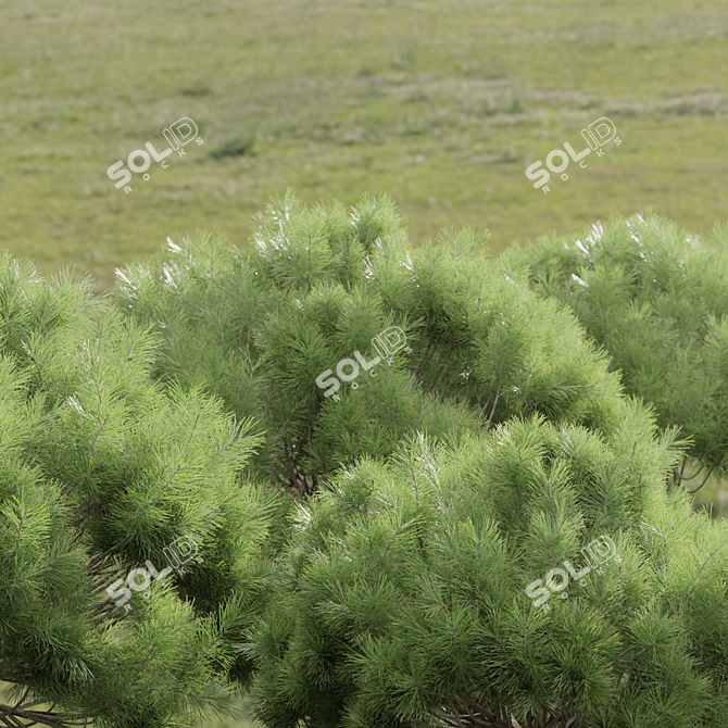  Pine Bushes Vol. 255 Bundle 3D model image 6