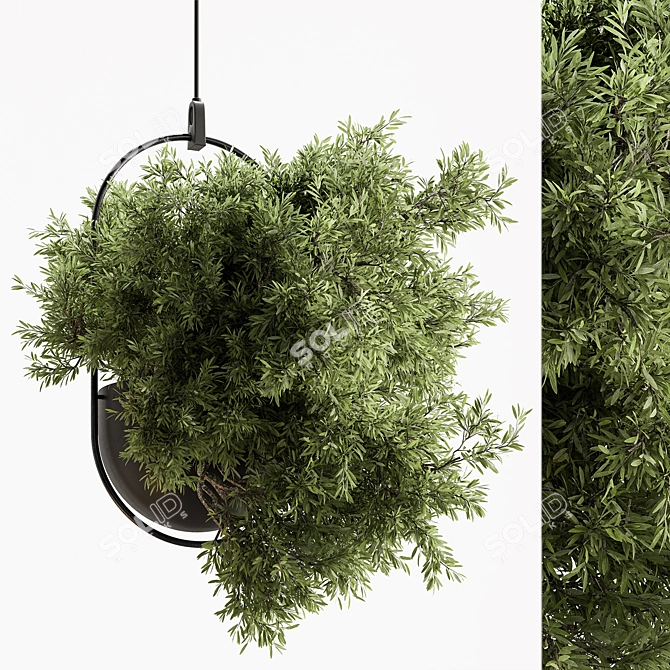 Blooming Beauties: Hanging Plants 3D model image 1
