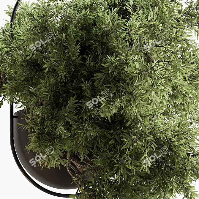Blooming Beauties: Hanging Plants 3D model image 3