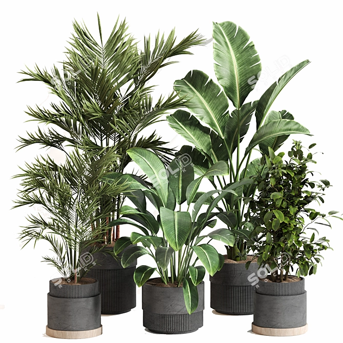  Indoor Plant Set 065: V-Ray & Corona Render, High Quality 3D model image 1