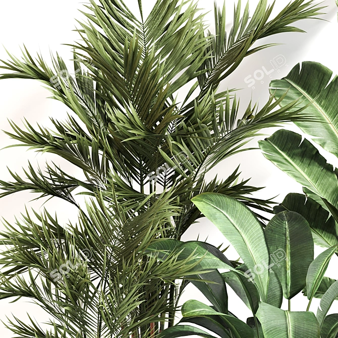  Indoor Plant Set 065: V-Ray & Corona Render, High Quality 3D model image 3