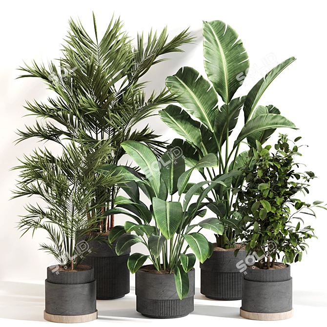  Indoor Plant Set 065: V-Ray & Corona Render, High Quality 3D model image 6