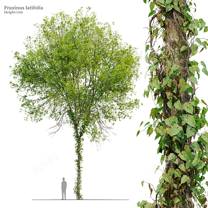  Oregon Ash Tree 3D Model 3D model image 1