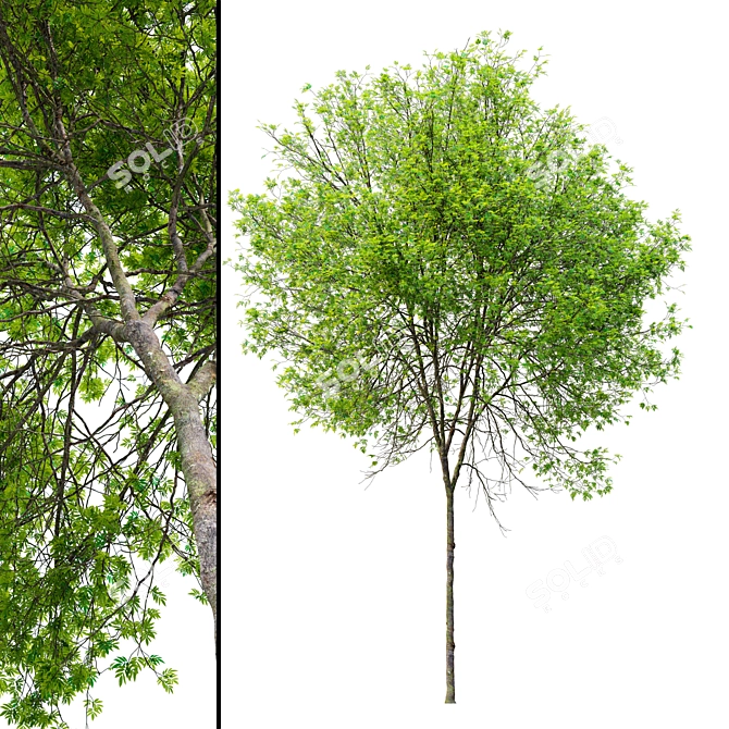  Oregon Ash Tree 3D Model 3D model image 3