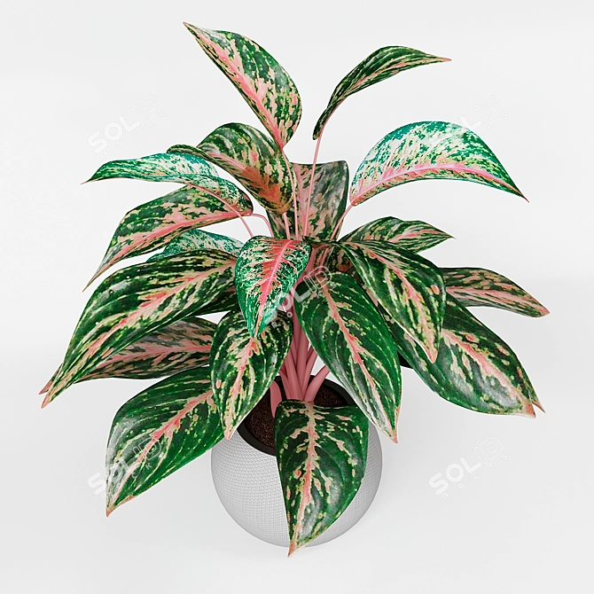 Infinity Aglaonema Plant 3D Model 3D model image 2