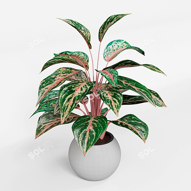 Infinity Aglaonema Plant 3D Model 3D model image 3