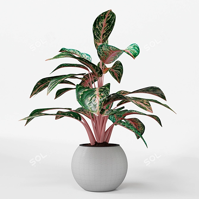 Infinity Aglaonema Plant 3D Model 3D model image 5