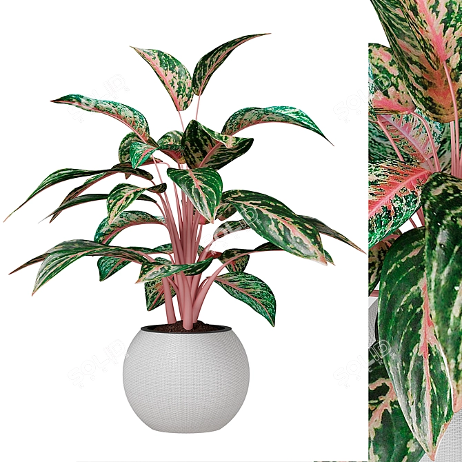 Infinity Aglaonema Plant 3D Model 3D model image 6