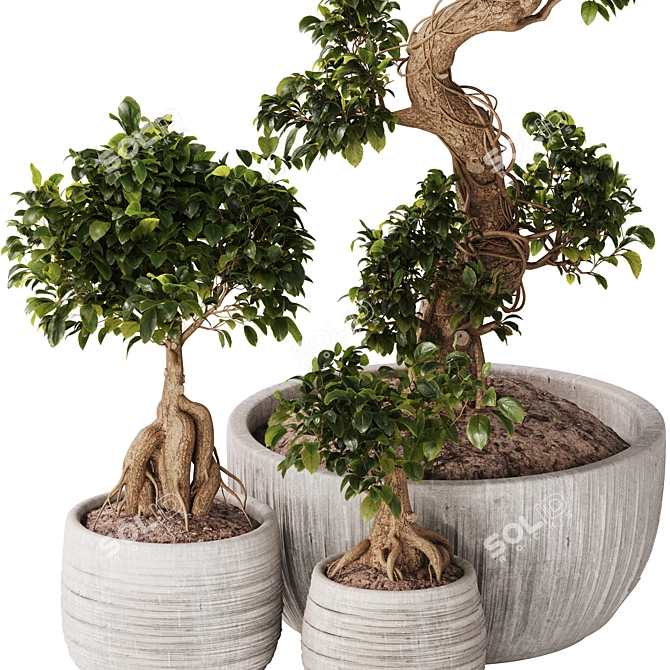 TurboSmooth Bonsai Set with V-Ray & Corona Render 3D model image 3