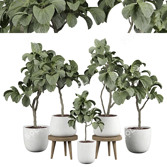 Ficus 25 Indoor Plant 3D 3D model image 1