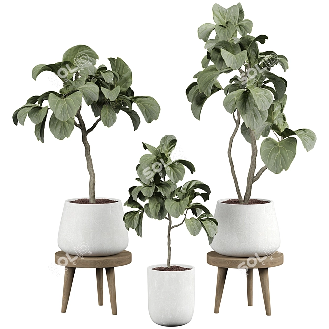 Ficus 25 Indoor Plant 3D 3D model image 2