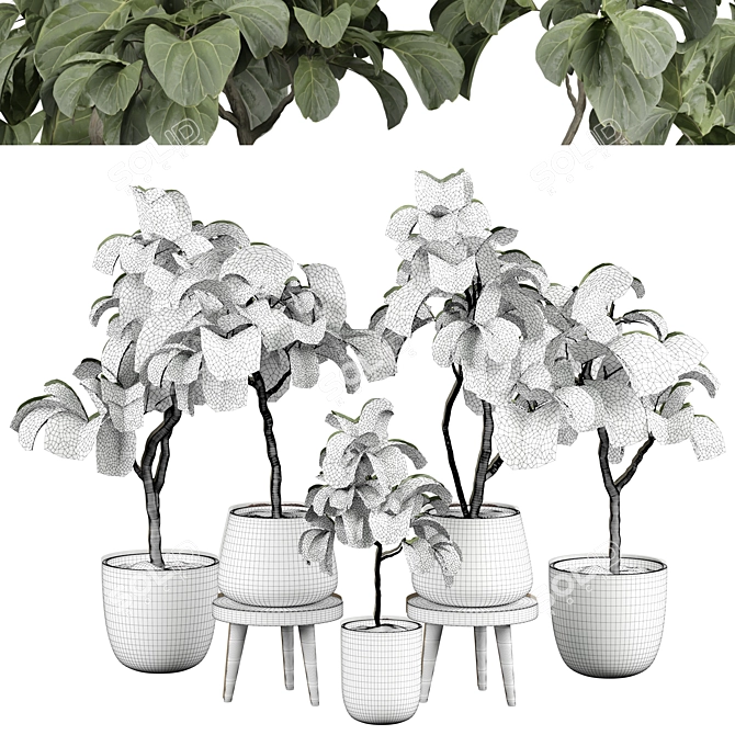 Ficus 25 Indoor Plant 3D 3D model image 3