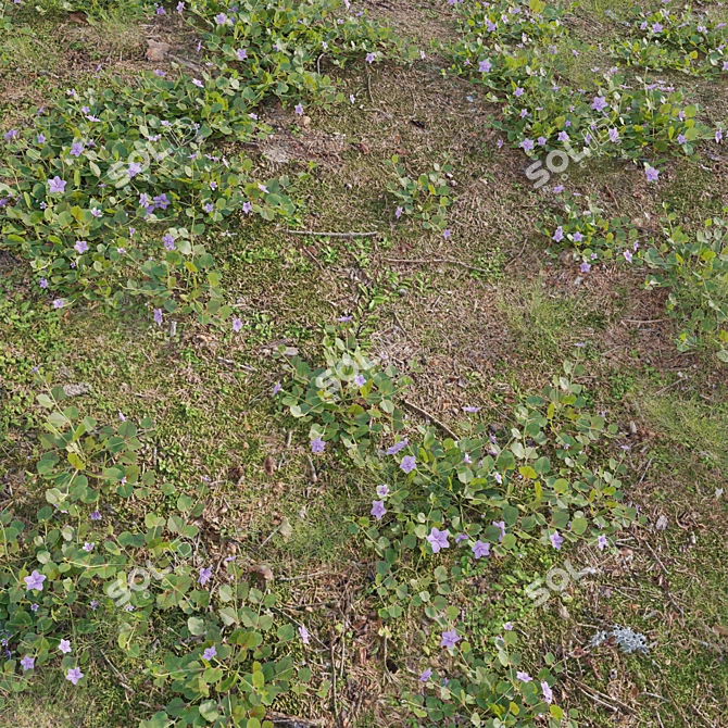  3D Plant Variations Collection 3D model image 2