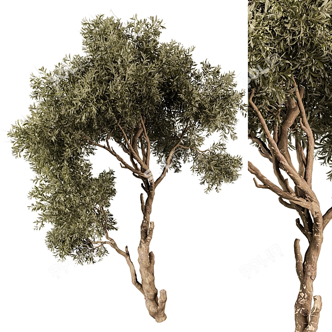 Tree Vol 13 3D Model 3D model image 1