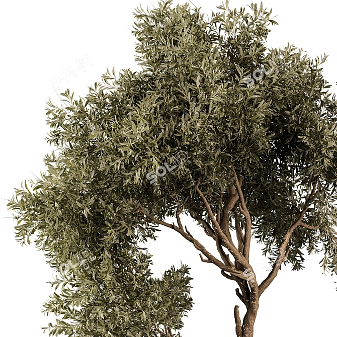Tree Vol 13 3D Model 3D model image 2