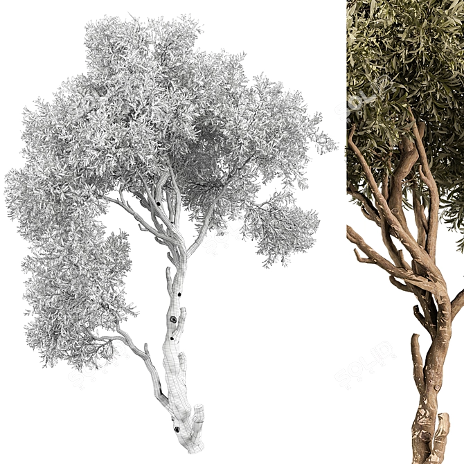 Tree Vol 13 3D Model 3D model image 3