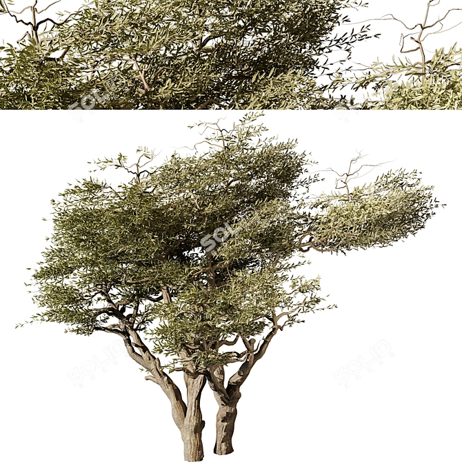 3D Tree Vol 14 2015 3D model image 3