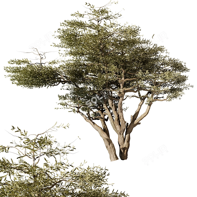 3D Tree Vol 14 2015 3D model image 4