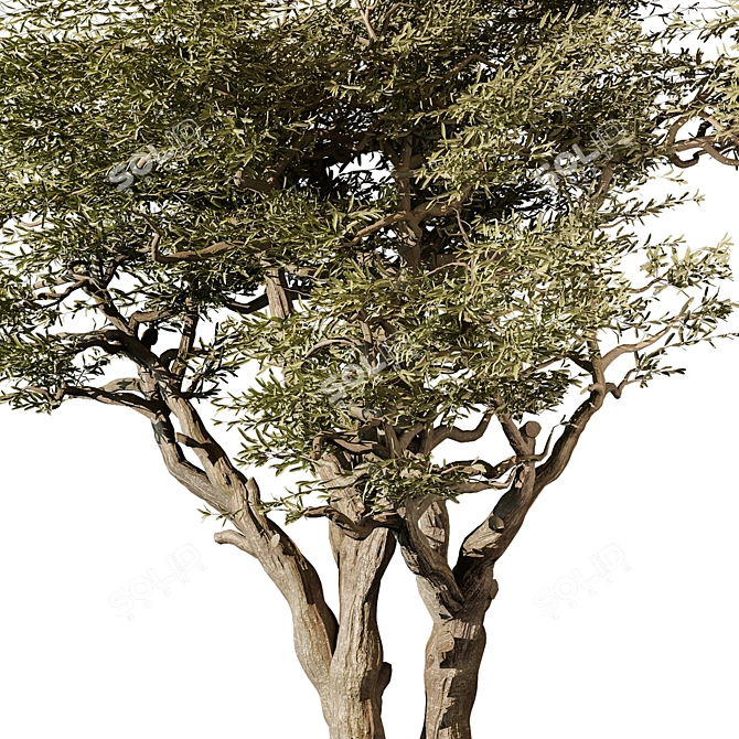 3D Tree Vol 14 2015 3D model image 1