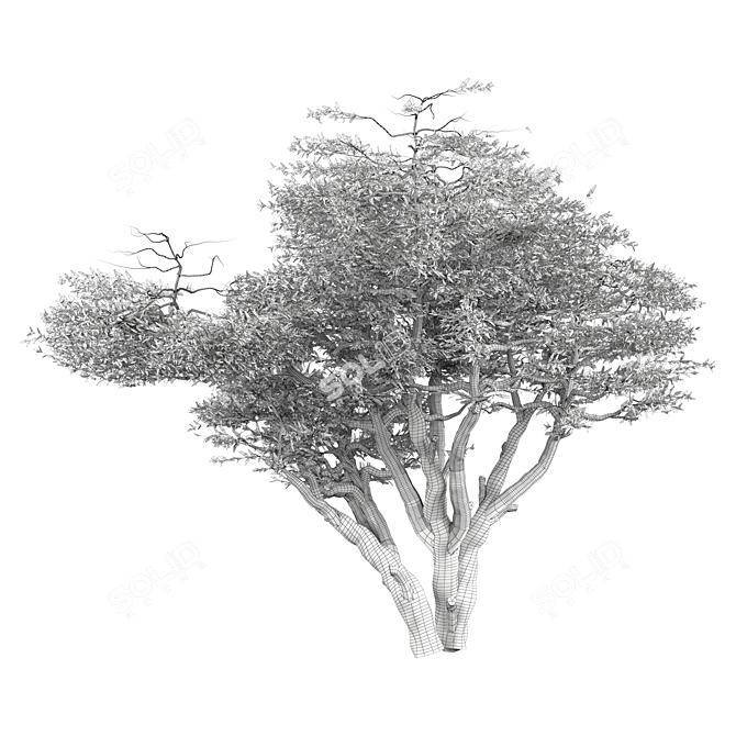 3D Tree Vol 14 2015 3D model image 2