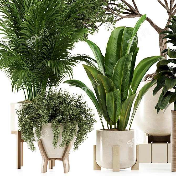 Premium Indoor Plants Set97 Model 3D model image 3