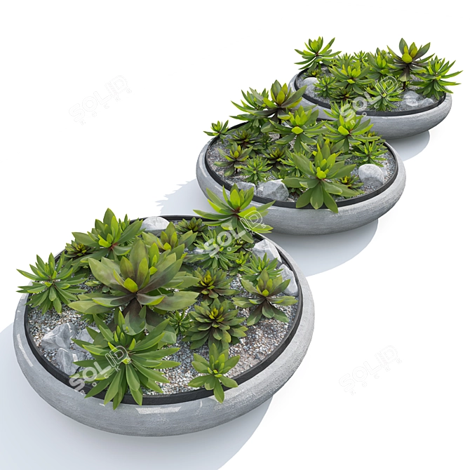 Succulent Plants in Pot 3D model image 3