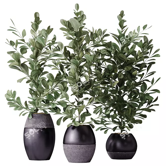 Healthy Ficus Microcarpa Houseplant Set 3D model image 1