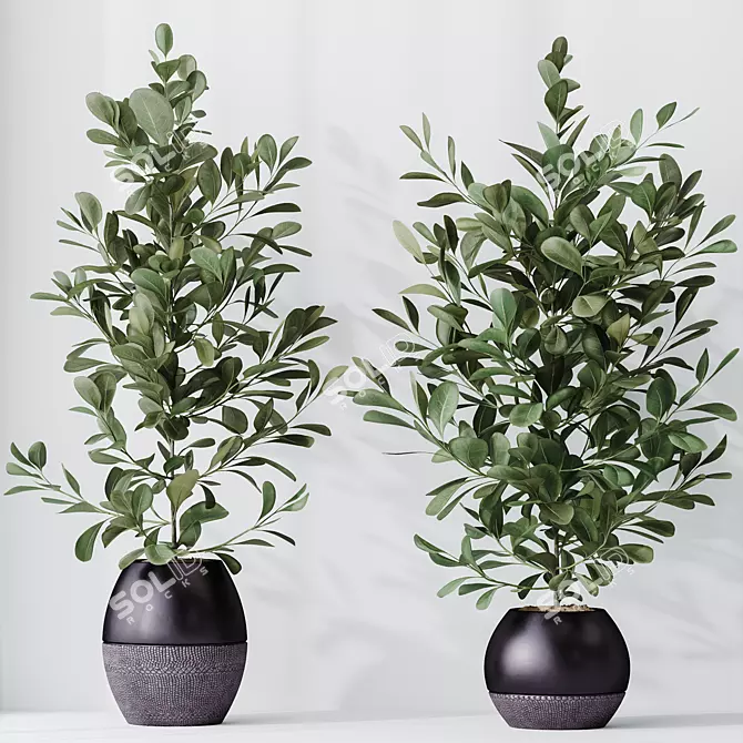 Healthy Ficus Microcarpa Houseplant Set 3D model image 2