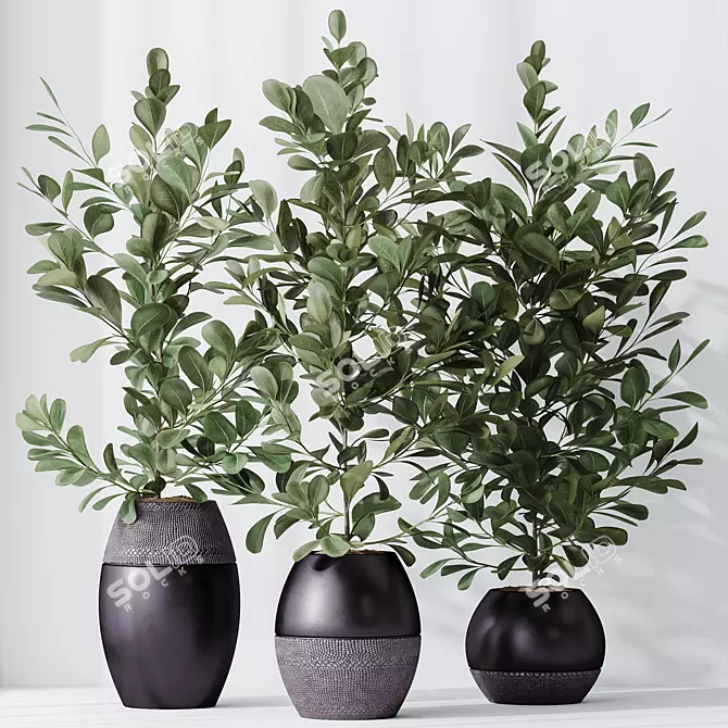 Healthy Ficus Microcarpa Houseplant Set 3D model image 4